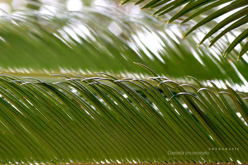 Daniela Incoronato - Fotografie
